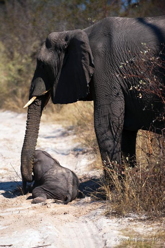 20090614_095214 D3 X1.jpg - Follow these 7 photos taken over a period of 2 minutes.  The baby is 4 days old (rare to see one that young).  Watch him sudenly fall down and the Mom helps pick him up with her trunk